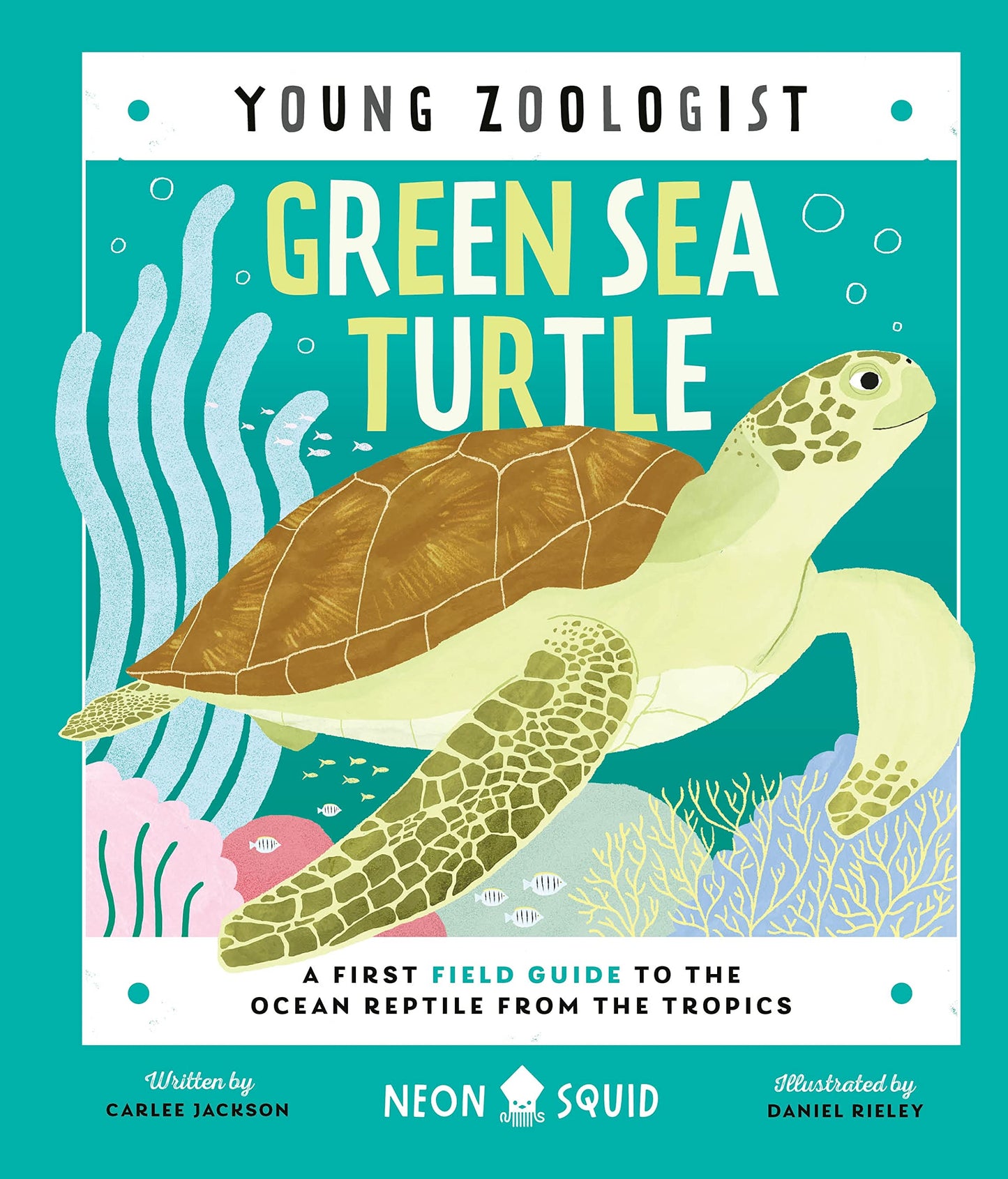 Green Sea Turtle // A First Field Guide to the Ocean Reptile from the Tropics
